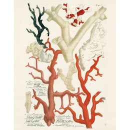 Corals (p 189)