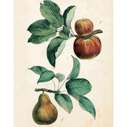 Apples and Pear (p 194)