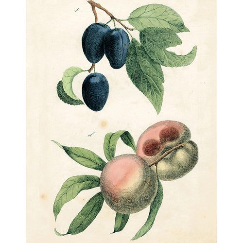 Plums and Peaches (p 195)