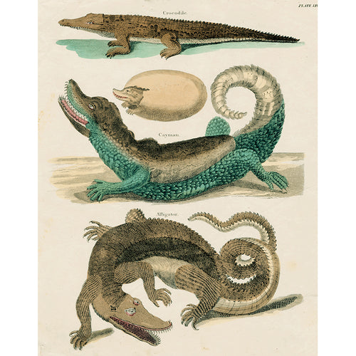 Three Gators & Eggs (p 196)