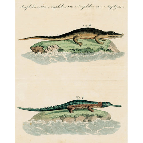 Two Alligators (p 197)