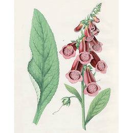 Poisonous Foxglove (p 198)