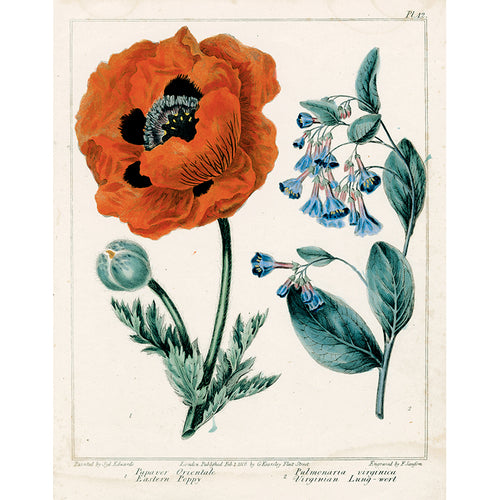 Eastern Poppy (p 202)