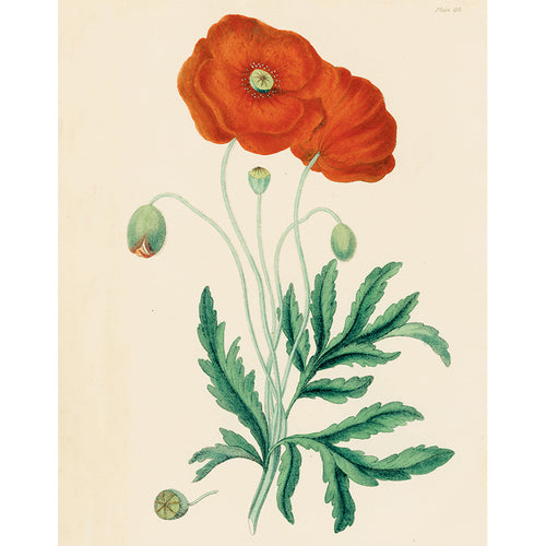 Common Poppy (p 203)