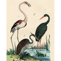 Flamingo (p 205)