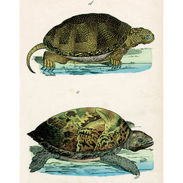 Two Turtles (p 211)