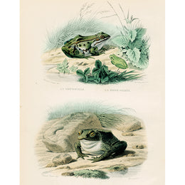 Frogs Toad (p 212)