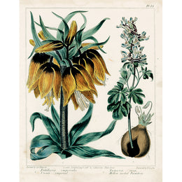 Fritillaria Imperial (p 213)