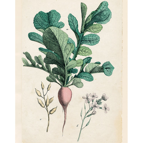 Pink Radish (p 216)