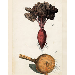 Beet and Onion (p 217)