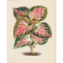 Coleus Blumei (p 218)