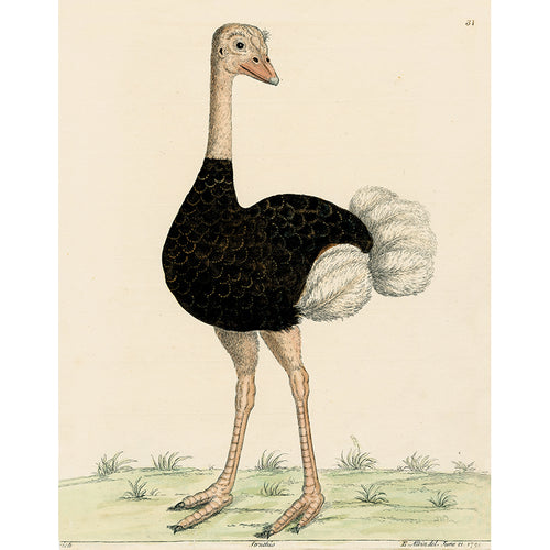 Ostrich (p 221)