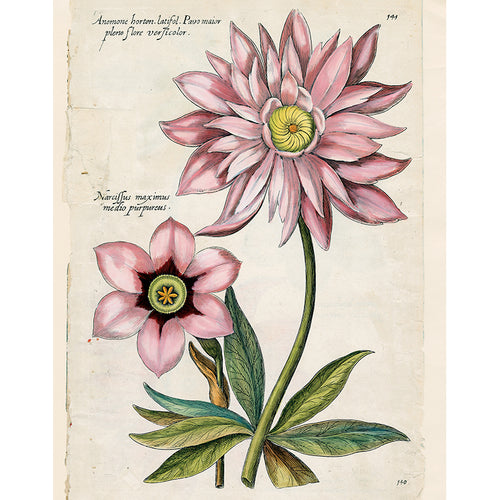 Anemones (p 222)