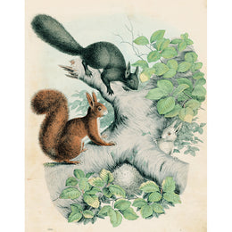 Three Squirrels in Tree (p 224)