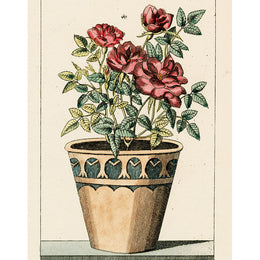 Potted Rose (p 226)