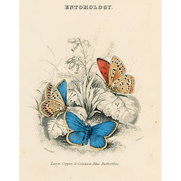 Copper and Blue Butterflies (p 229)