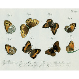 Brown Butterflies (p 231)