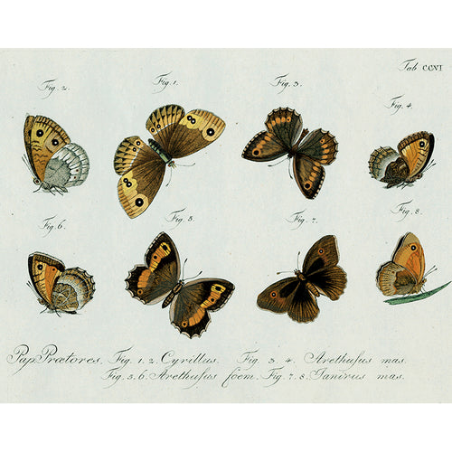 Brown Butterflies (p 231)