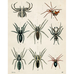 8 Spiders (p 232)