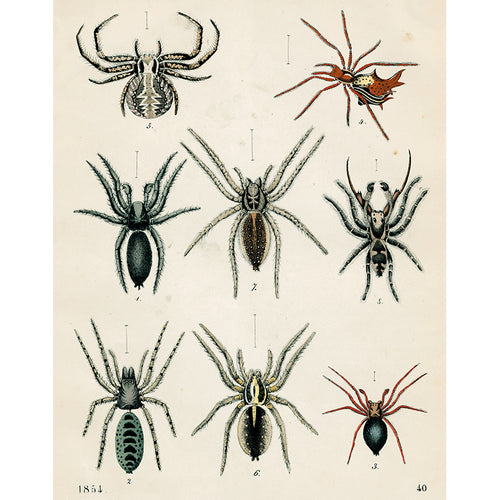 8 Spiders (p 232)