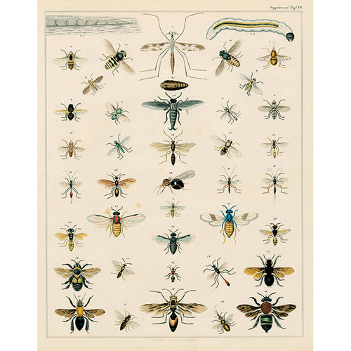 Flies & Bees (p 233)