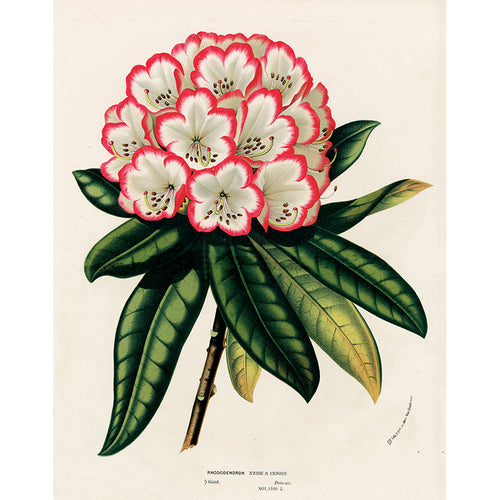 Rhododendron (p 235)