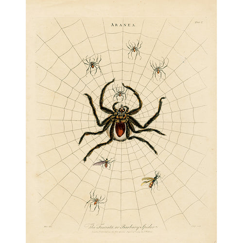 Barbary Spider (p 237)