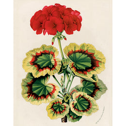 Zonal Geranium (p 241)