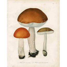 Mushrooms-Pl. 9 (p 245)