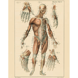 Muscle Chart (p 246)