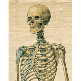 Skeleton (p 250)