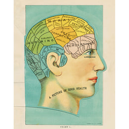 Phrenology Head (p 256)