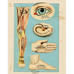 External View of the Eye, Ear, Hand, & Foot (p 257)