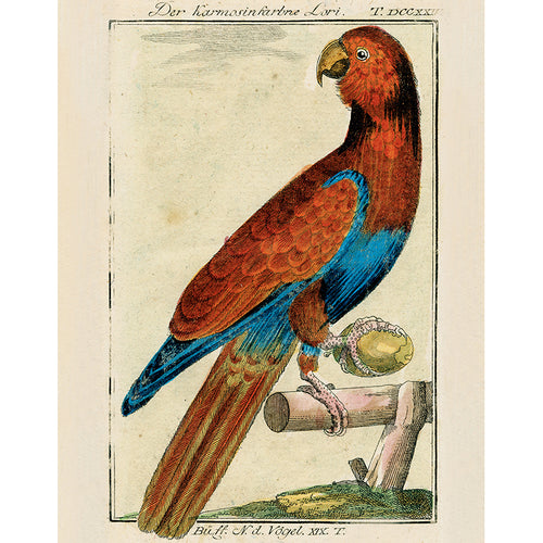 Parrot #5 (p 263)