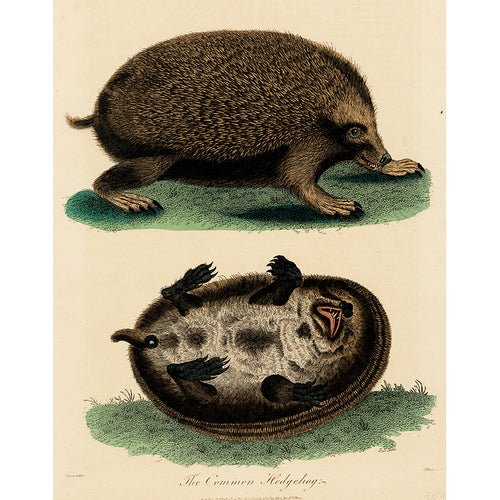 The Common Hedgehog (p 265)