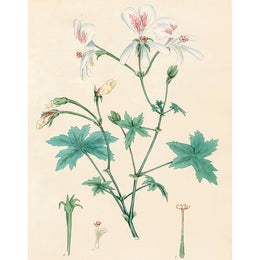 White Geranium (p 33)