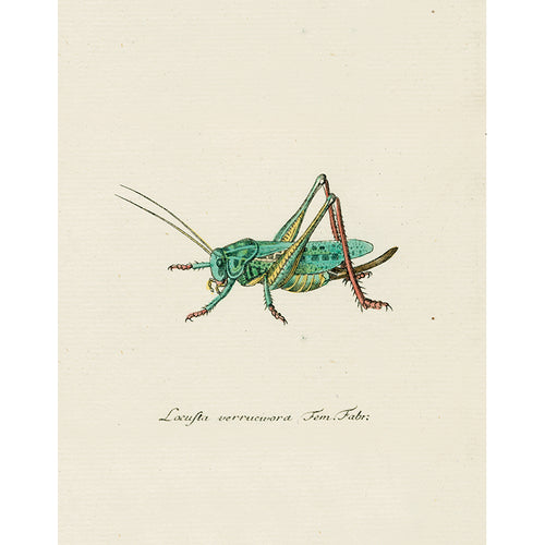 Green Grasshopper (p 269)