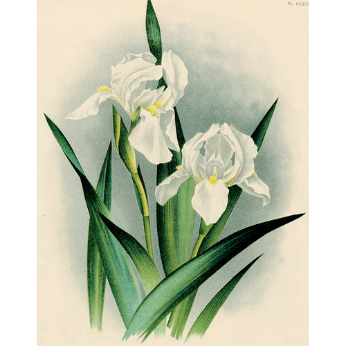 White Iris (p 271)