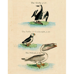 Grebe, Puffin, Pelican (p 273)