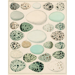 Egg Chart (p 274)