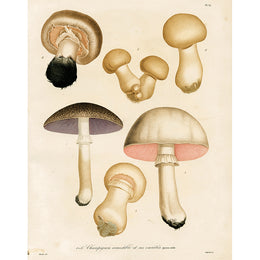 Edible Mushrooms (p 34)