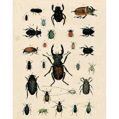 Beetle Chart (p 278)