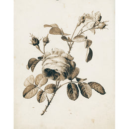 Sepia Rose (p 285)