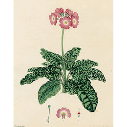 Primula Cortusoides (p 288)