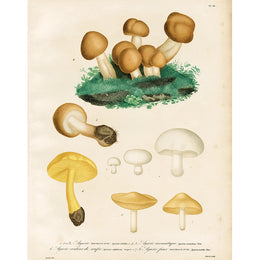 Agarics (p 35)