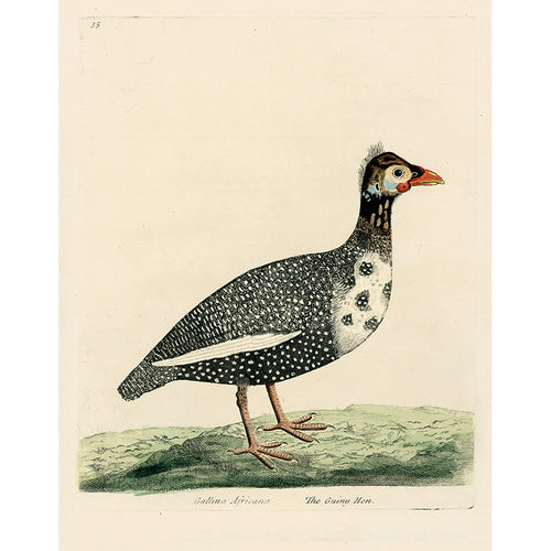 The Guiny Hen (p 289)