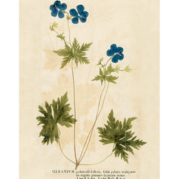 Blue Geranium (p 297)