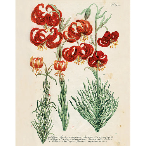 Red Lillies (p 298)