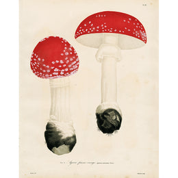 Agaric fausse-cronge (p 299)