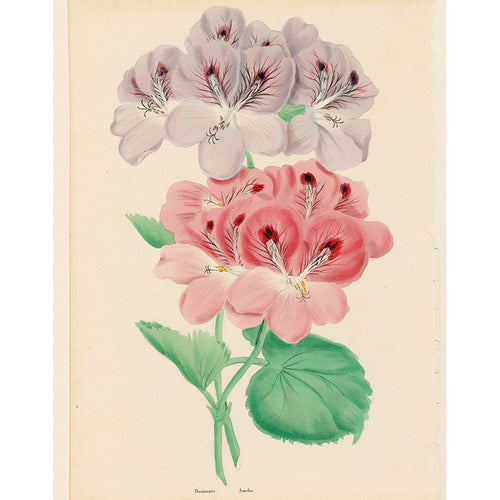 Purple and Pink Pelargonium (p 302)